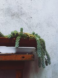 Close-up of potted plant against wall