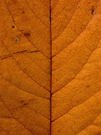 Full frame shot of orange leaf