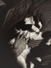 Close-up of hand feeding cat