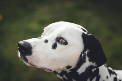 Close-up of dalmation outdoors