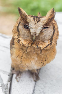 Close-up portrait of owl