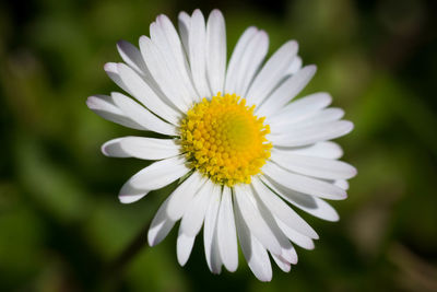 Close-up of flower blooming in park