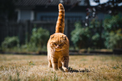 Close-up of cat on grassy field