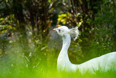 Close-up of a bird