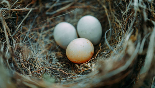 High angle view of eggs in nest