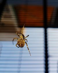 Close-up of spider