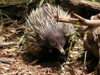 High angle view of echidna on field