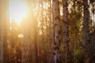 Close-up of trees growing in forest