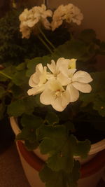 Close-up of white flowering plant