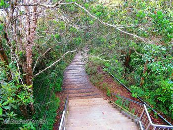 Footbridge in forest