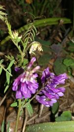 Close-up of purple flowers