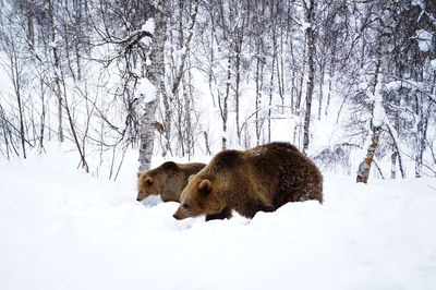 View of an animal on snow covered land