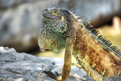 Close-up of iguana on sand