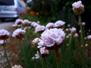 Close-up of white flowering plants on field