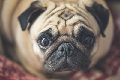 Close-up portrait of pug relaxing at home