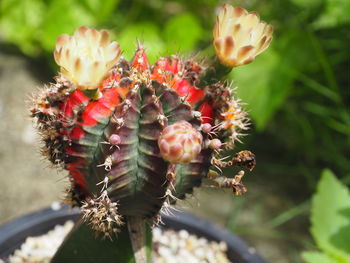 Close-up of prickly pear cactus