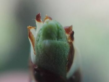 Close-up of green leaves