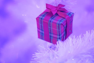 Close-up of purple dahlia in box