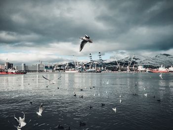 Seagulls flying over sea against sky