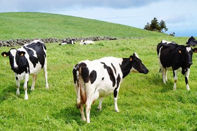 Cows grazing on grassy field