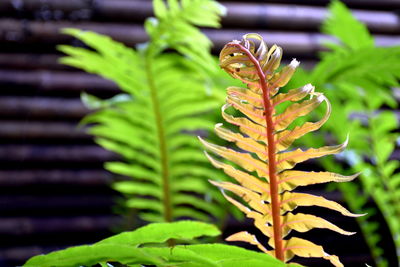 Close-up of leaves