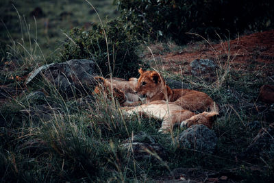 View of a cat resting on field