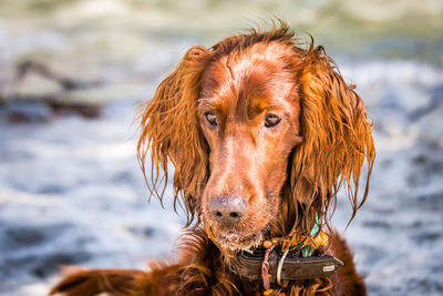 Close-up portrait of an animal