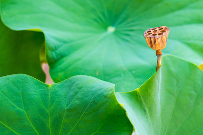 Lotus pod amidst leaves