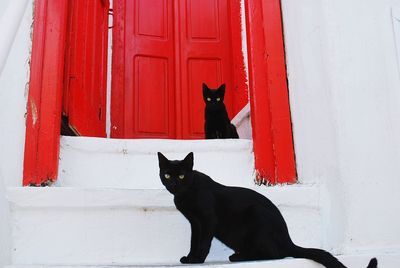 Portrait of black cats on steps against closed door