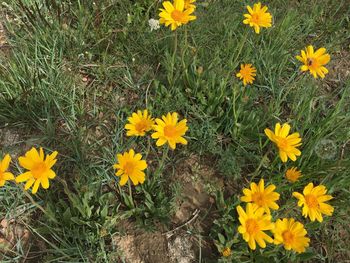 Yellow flowers blooming on field