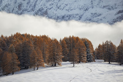 Trees on snow covered landscape