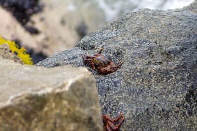 Close-up of insect on rock