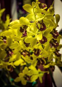 Close-up of yellow flower blooming outdoors