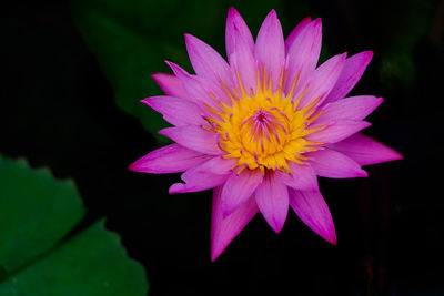 Close-up of pink water lily
