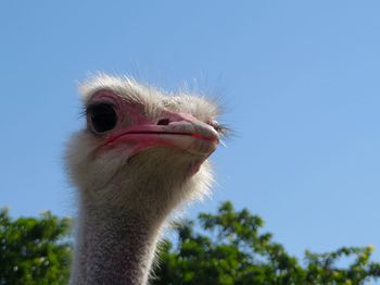 Ostrich sight