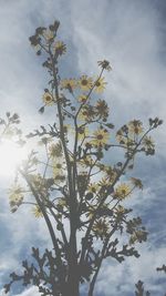 Low angle view of flowering plant against cloudy sky