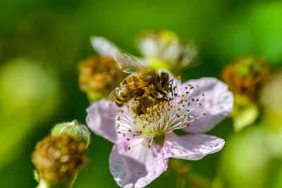 Close-up of bee pollinating on flower