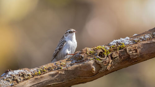 Close-up of bird perching on branch against blurred background