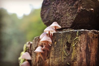 Close-up of mushroom on tree stump