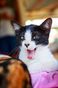 Close-up portrait of cat