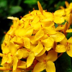 Close-up of wet yellow flowers