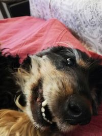 Close-up portrait of dog relaxing on bed at home