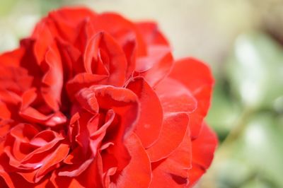 Close-up of red rose