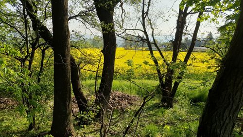 Scenic view of trees growing in forest