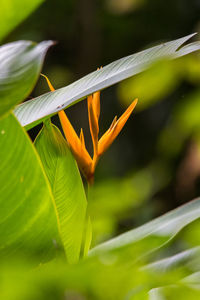 Close-up of red leaf