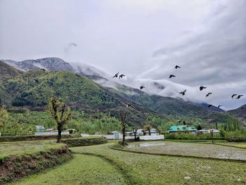 View of birds on landscape against sky