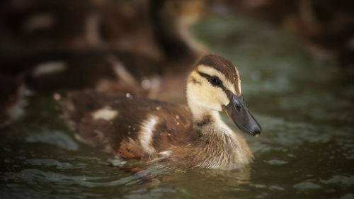 Close-up of duck swimming in lake