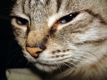 Close-up portrait of a cat