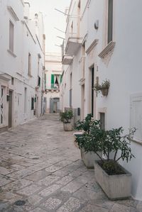 Potted plants on alley amidst buildings in city