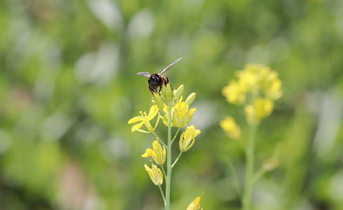 Close-up of insect on flower